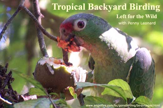 Tropical Backyard Birding