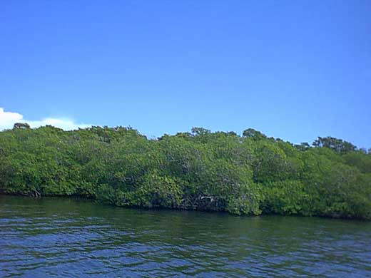 Mangrove island