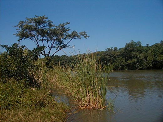The Rio Grande, Toledo, Belize