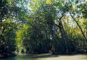 Mangroves along the Belize river