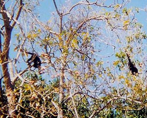 Howler Monkeys viewed from the canoe during the Ruta Maya 2004