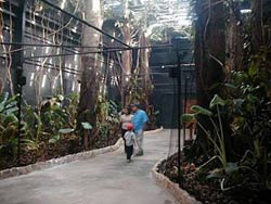 Rainforest in the Old Belize cultural and historical center